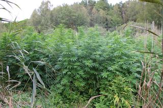 Ogromna plantacja marihuany w regionie! Policjanci zabezpieczyli ponad 430 krzewów [ZDJĘCIA]