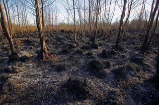 Biebrzański Park Narodowy UGASZONY. Zobacz, jakie zniszczenia spowodował ogień