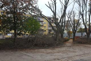 Dyskusyjne zabiegi pielęgnacyjne na drzewach na osiedlu Przyjaźni w Lesznie