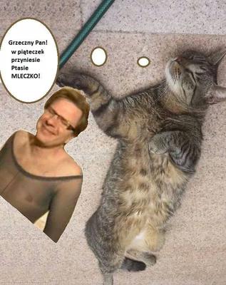 Kot Filipa Chajzera stał się bohatrem memów!
