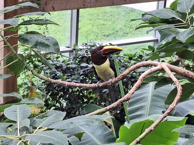 Chorzowskie zoo budzi się do życia ZDJĘCIA