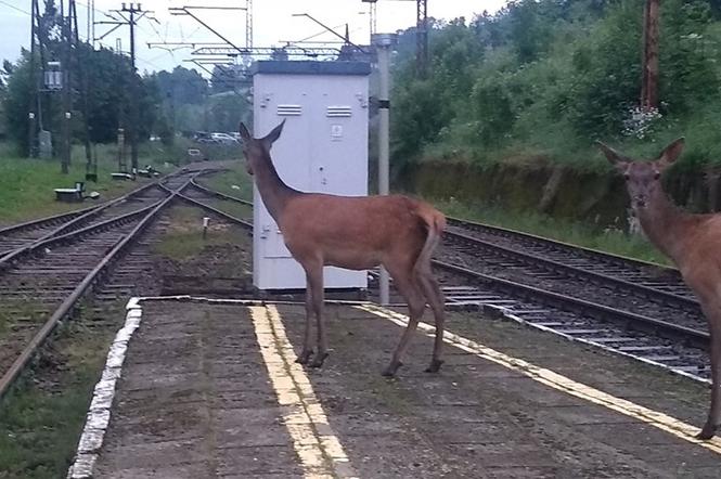 Dworzec kolejowy opanowany przez... jelenie!