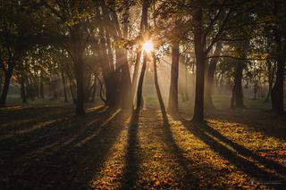 Złote Łęgi [ZDJĘCIE DNIA]