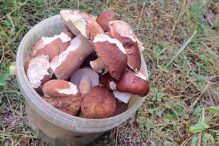 Grzyby w województwie śląskim w sierpniu 2024