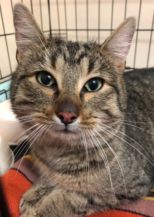 Kot do adopcji w zielonogórskim schronisku