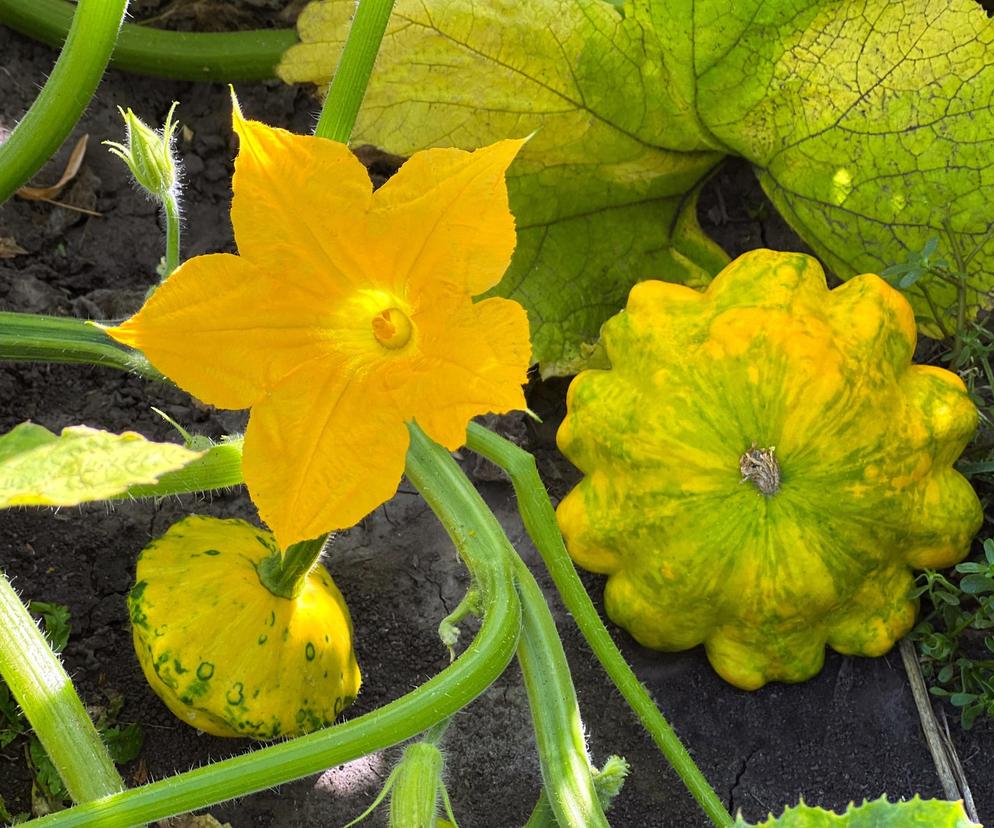 To lekkostrawne warzywo jest pełne wartości odżywczych. Idealne podczas diety