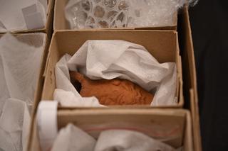 „Magia starożytnego Egiptu” już dziś w Lublinie! Zobacz zdjęcie z przygotowań do wystawy