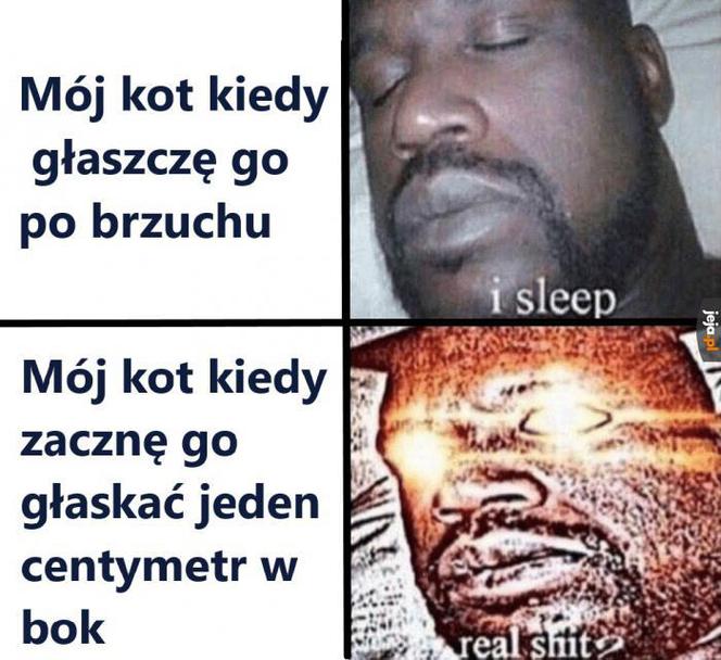 Dzień Kota 2020