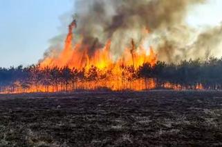 Plaga pożarów traw w Świętokrzyskiem. Spłonął las i teren wokół cmentarza