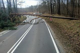 Szkody po Orkanie Eunice. Zrywało dachy, wyrywało grube drzewa, brakowało prądu