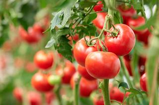 Pomidory - uprawa w ogrodzie. Jak uprawiać pomidory krok po kroku?