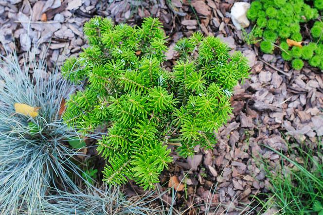 Jodła koreańska 'Tundra' - Abies koreana 'Tundra'