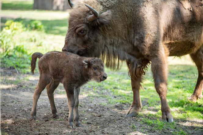 Narodziny żubrzyczki we wrocławskim zoo! Poznajcie Porzeczkę! [FOTO]