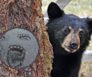 Wyglądają jak ślady bieszczadzkiego Yeti. Leśnicy pokazali zdjęcie 