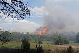 Ogromny pożar pod Grójcem! Spłonęło 80 hektarów lasu