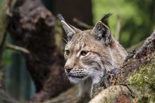 Leśna kamera uchwyciła rysia. Król polskich kotów przyłapany w okolicach Tarnowa 