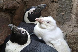 Biały pingwin w gdańskim zoo. To unikat na skalę światową! [ZDJĘCIA]