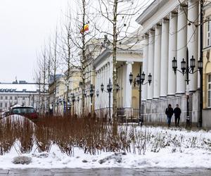 Nowe drzewa i krzewy na placu Bankowym w Warszawie, grudzień 2023 r.