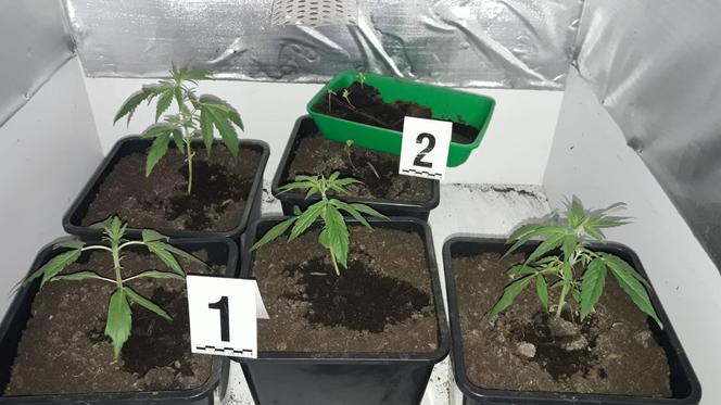 Hodował marihuanę w… szafie. Myślał, że będzie bezpieczny. MOCNO się ZDZIWIŁ! [FOTO]