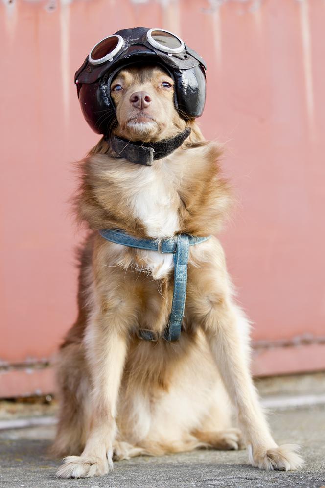 Pies, który jeździł motorem