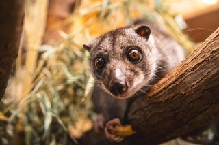 Nocny akrobata z Indonezji zamieszkał we Wrocławiu! Poznajcie nowego lokatora Zoo