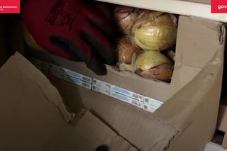 Kontrabanda za 1,5 mln zł ukryta w cebuli. Podlaska KAS udaremniła przemyt papierosów