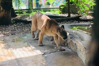 Nubia przebywa w Śląskim Ogrodzie Zoologicznym