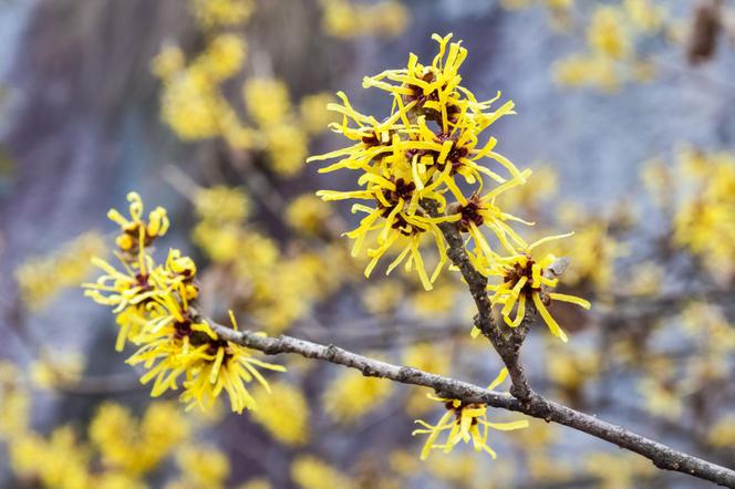 Oczar omszony - Hamamelis mollis