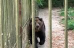 Jak zimą radzą sobie egzotyczne zwierzęta w bydgoskim zoo?
