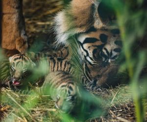 Cztery tygrysy sumatrzańskie z wrocławskiego zoo otrzymały imiona