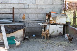 kogut za głośno piał, pozostawił po sobie wdowy.