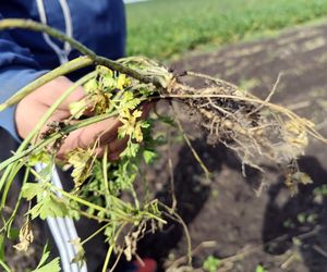 Rolnicy oszukani na nasionach