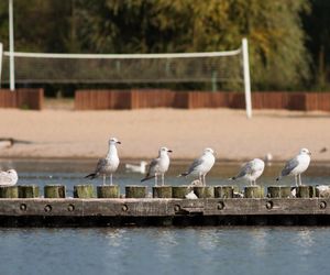 Oto najpiękniejsza plaża w Polsce według czytelników Travelist. Turyści nazywają ją Majorką Północy