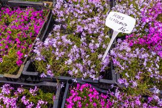 Floks szydlasty – 16 zł/szt.