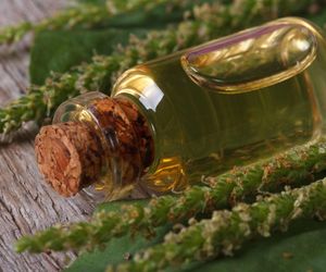 Zrób sam nalewkę z pędów sosny – naturalny lek z domowej spiżarni