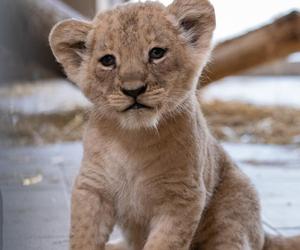 W Śląskim Ogrodzie Zoologicznym przyszły na świat cztery lwiątka! 