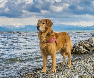 Samojed, a może border colie? Czy rozpoznasz te psy po wyglądzie? [QUIZ]