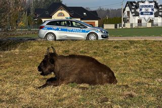 Sprytna żubrzyca na spacerze po Bojszowach Nowych. Wyszła z rezerwatu wyjściem dla jeleni