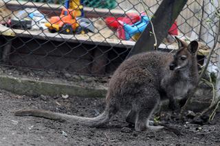 Kangur Filip szuka żony