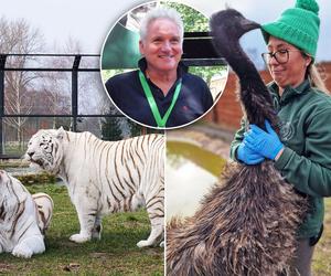 Zoo Borysew może się pochwalić jedynym takim obiektem w Europie. To basen dla białych tygrysów [ZDJĘCIA]. 