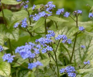 Brunnera wielkolistna