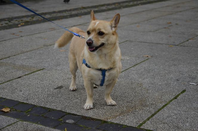 Wielki marsz adopciaków w Radomiu