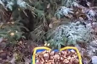 Grzyby w Polsce. Ponad pół tysiąca sztuk w czasie jednej wyprawy! To już koniec sezonu