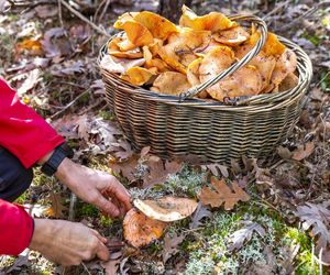 Grzyby jadalne w polskich lasach. Jak wygląda rydz i z czym można go pomylić?