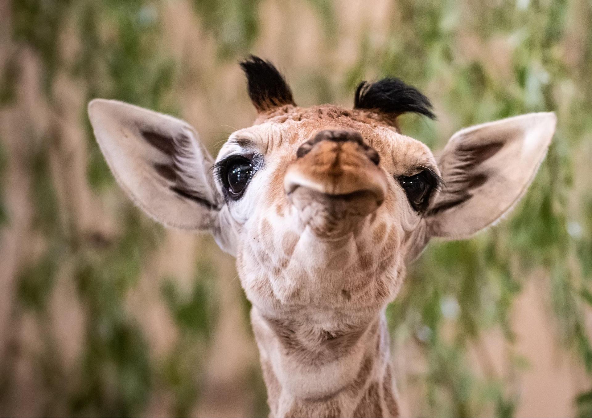 Wroc aw ZOO Wroc aw Ma a yrafa W Zoo We Wroc awiu Zobacz Jak 