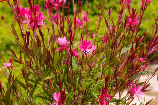 Gaura