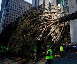 W Nowym Jorku stanęła choinka. Tłumy towarzyszyły jej transportowi
