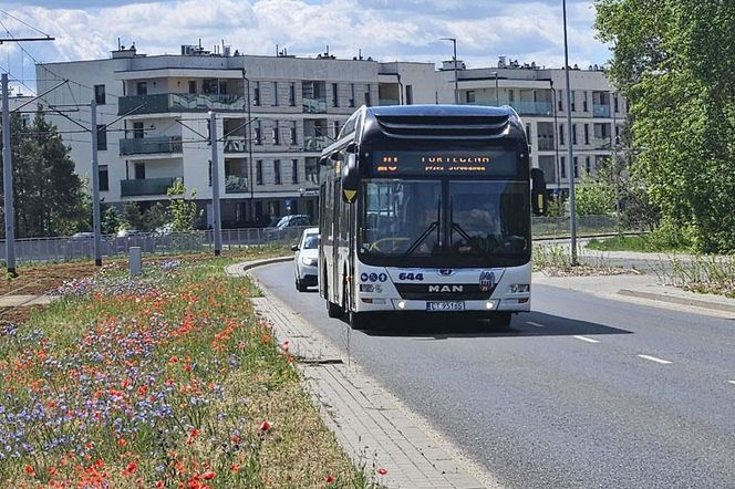 Kwietne łąki w Toruniu. MZK chwali się estetycznymi i ekologicznymi walorami