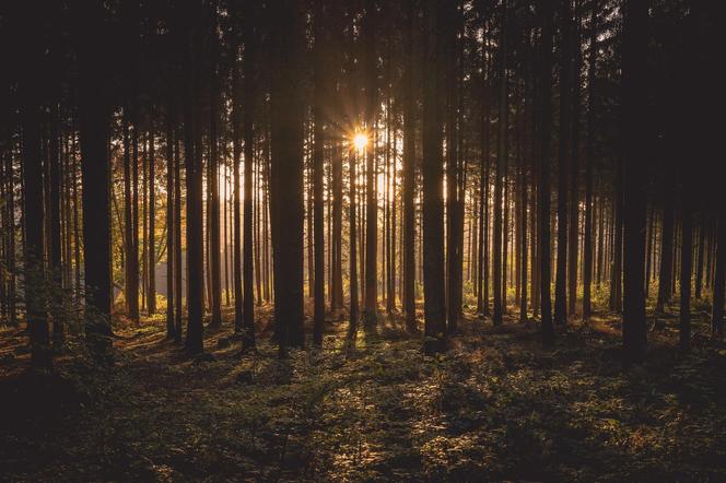 Lasy w okolicach Osieka nad Wisłą 