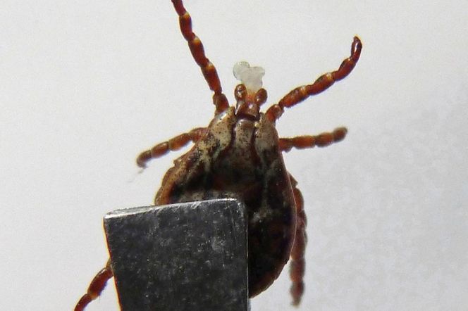 Afrykańskie kleszcze giganty atakują w Polsce! Przenoszą egzotyczne bakterie